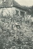 Photo: Soldier’s grave in a vineyard